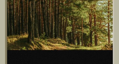 Why JPEGs Still Rule the Web