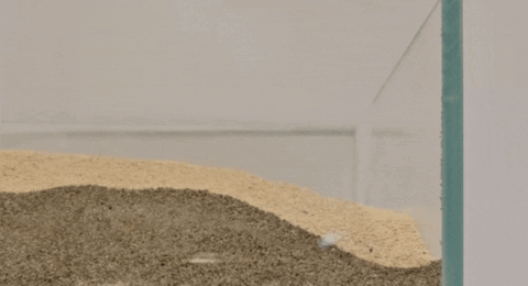 This Soft Robot Is 100% Edible, Including the Battery