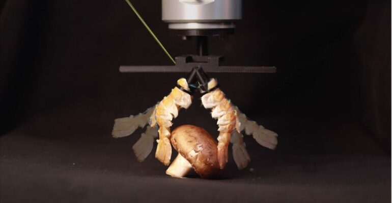 Video Friday: Biorobotics Turns Lobster Tails Into Gripper