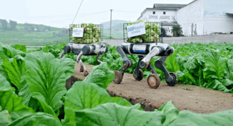 Video Friday: Robot Dogs Haul Produce From the Field
