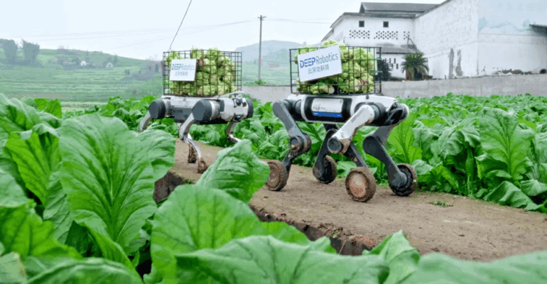 Video Friday: Robot Dogs Haul Produce From the Field