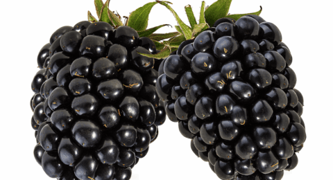 Poem: The Attraction of Blackberries