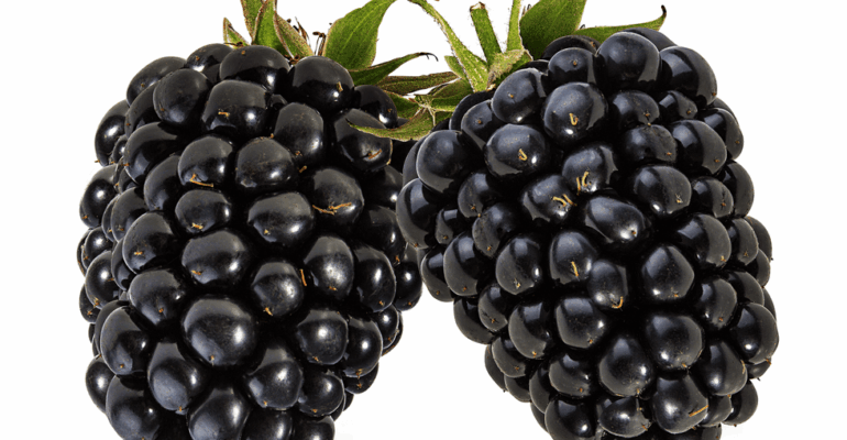 Poem: The Attraction of Blackberries